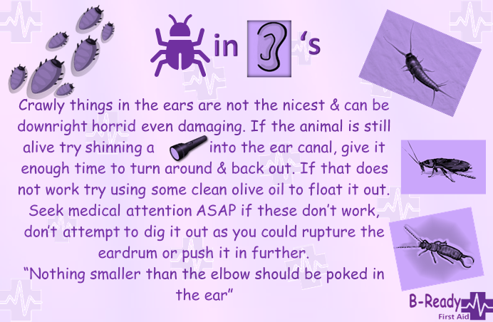 B-Ready First Aid info about insects, bugs in ears