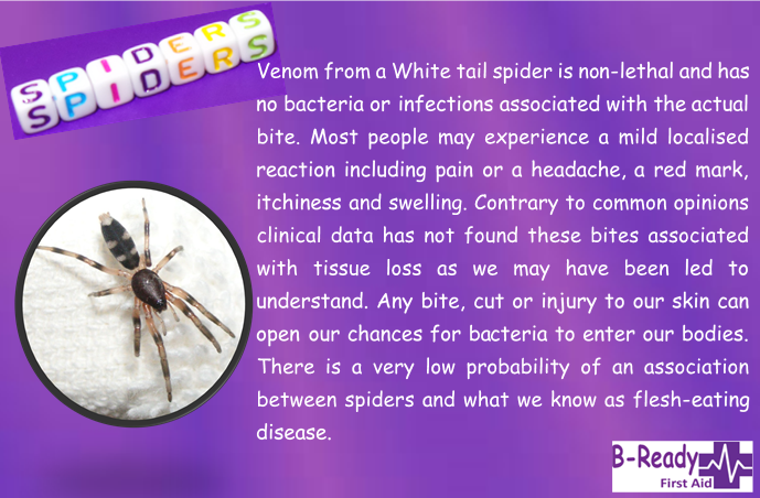B-Ready First Aid information about white tail spider bites Bacteria