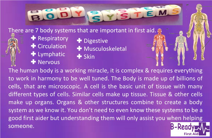 B-Ready First Aid info about Body systems