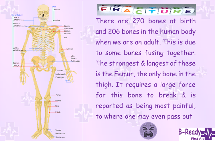 B-Ready First Aid information about fractures & bones in our bodies
