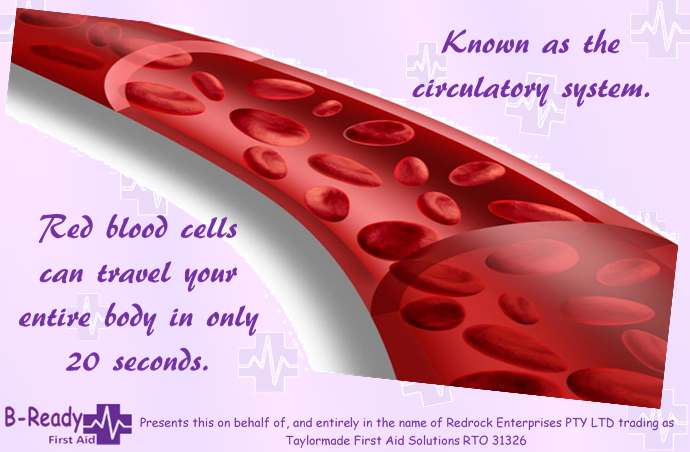 Picture of a blood vessel & text saying, Known as the circulatory system. Red blood cells can travel your entire body in only 20 seconds