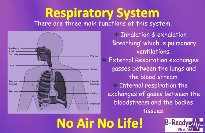 B-Ready First Aid info about  the Respiratory System