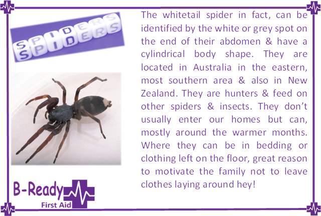 B-Ready First Aid info about white tail spider